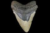 Fossil Megalodon Tooth - + Foot Prehistoric Shark #109760-1